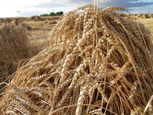 Növekvő volumen és törékenység jellemzi a gabonapiacot