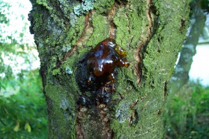 Így néz ki egy mézgás ( latinul gummozis) fa