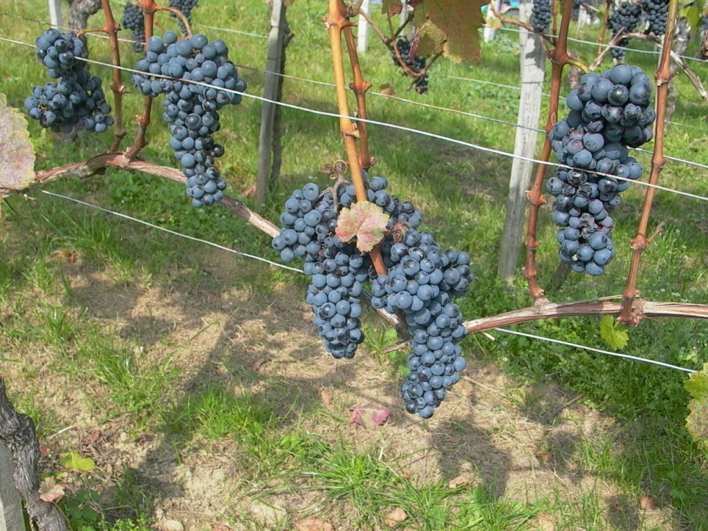 Az előző évekhez képest gyengébb lesz az idei szőlőtermés a szekszárdi borvidéken