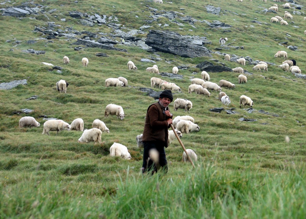 Október 20-án a pásztorokat is ünnepeljük. 
