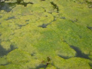 A moszatok és az algák is kiváló alternatívák lehetnek, ha új táplálékforrás után kell nézni