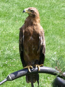 Pusztai sas (Aquila nipalensis)