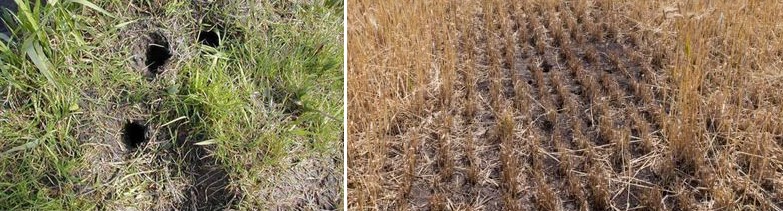 Kószapocok kivezető nyílása: nincsenek túrások vagy csak ritkán (balra); A mezeipocok a szárazabb mezőgazdasági területeket kedveli, a fotón a kártétele látszik (jobbra)