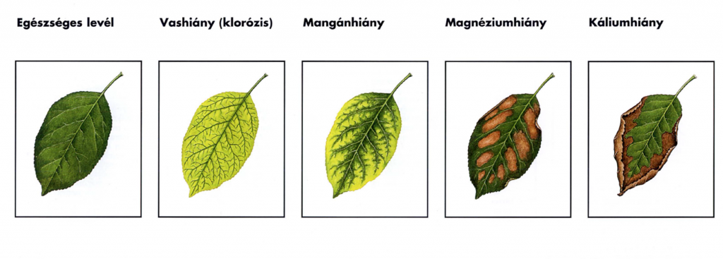 A jellegzetes tápanyaghiányok tünetei a leveleken.