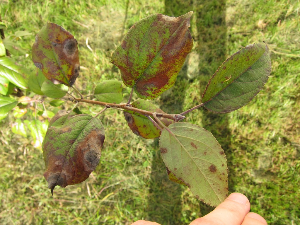 A ventúriás varasodás tünete egy almafa levelein