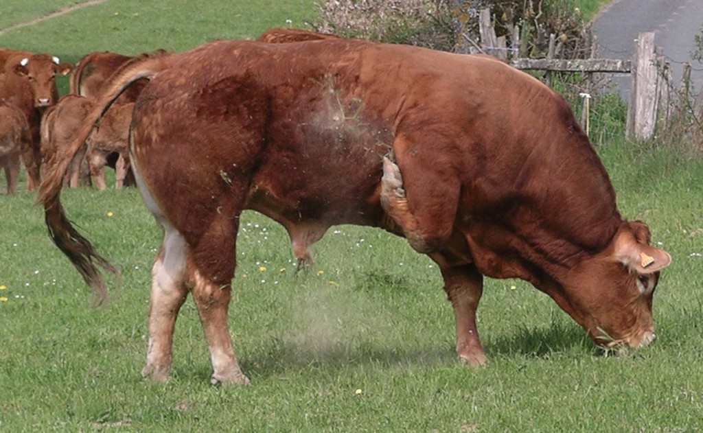 A Limousin egy tipikusan húshasznú szarvasmarha. A bikák elérhetik akár az 1100 kilogrammos súlyt is, a húsa pedig a legjobb minőségűek közé tartozik