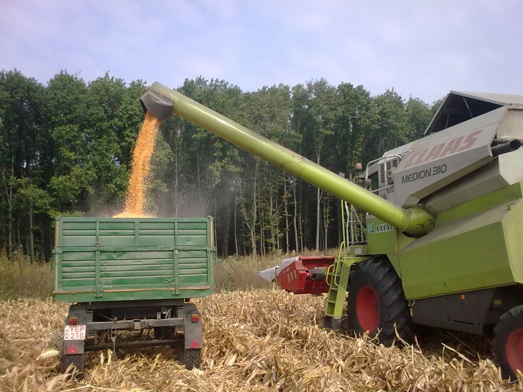 Egyre több helyen kerülnek fel a kukorica adapterek a kombájnokra