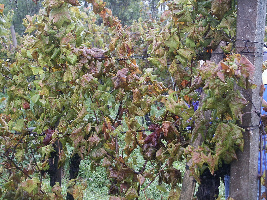 A kórokozó hatalmas pusztítást végezhet a szőlőtőkéken, akár 50 százalékos terméskiesést is okozhat