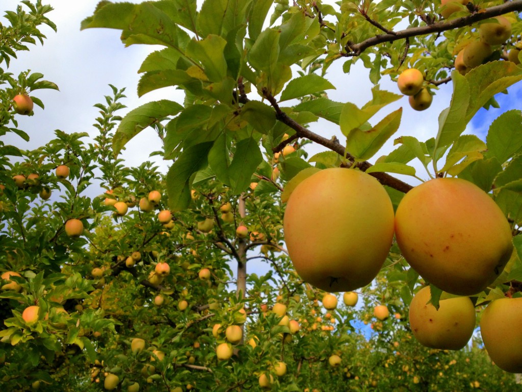 Az EU-ban a legkedveltebb almafajta a Golden Delicious