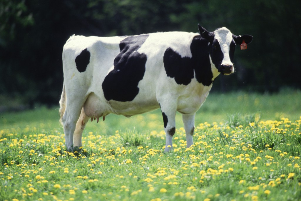 Népszerű tejelő fajta a Holstein Fríz