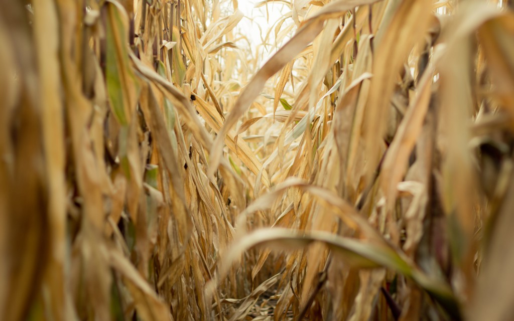 Nyáron az aszály, ősszel a csapadék tépázta meg az idei kukoricatermést Baranyában (Fotó: 7-themes.com)