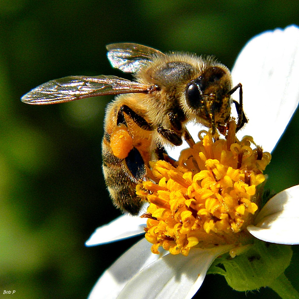 A méhészek megint jól jártak, a harmadik negyedév is tartogatott nekik támogatást