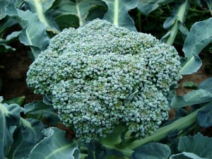 A brokkoli kilóját 370 forintért mérték a kereskedők