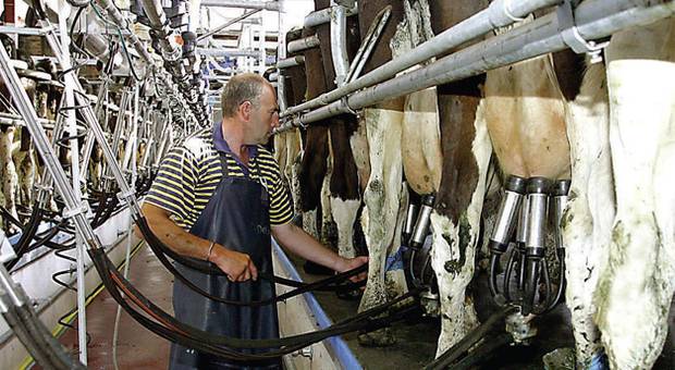 A magyar tejtermelők örülnek, ha nullszaldósra kijönnek, nyereségről álmodni sem mernek (Fotó: independent.ie)