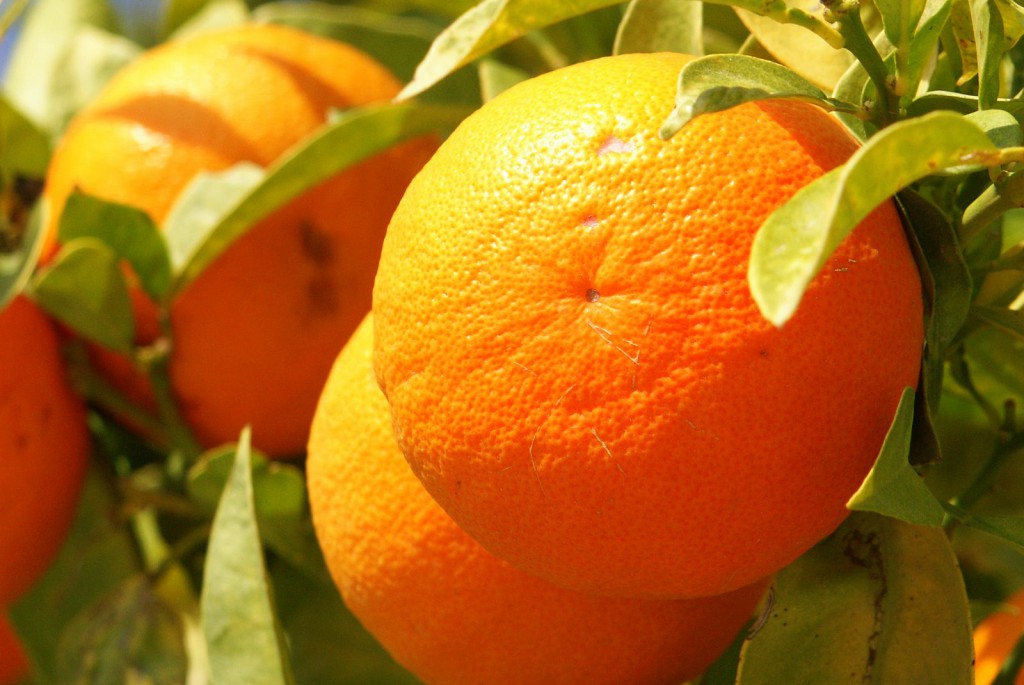 Narancsból is több féle van a piacon