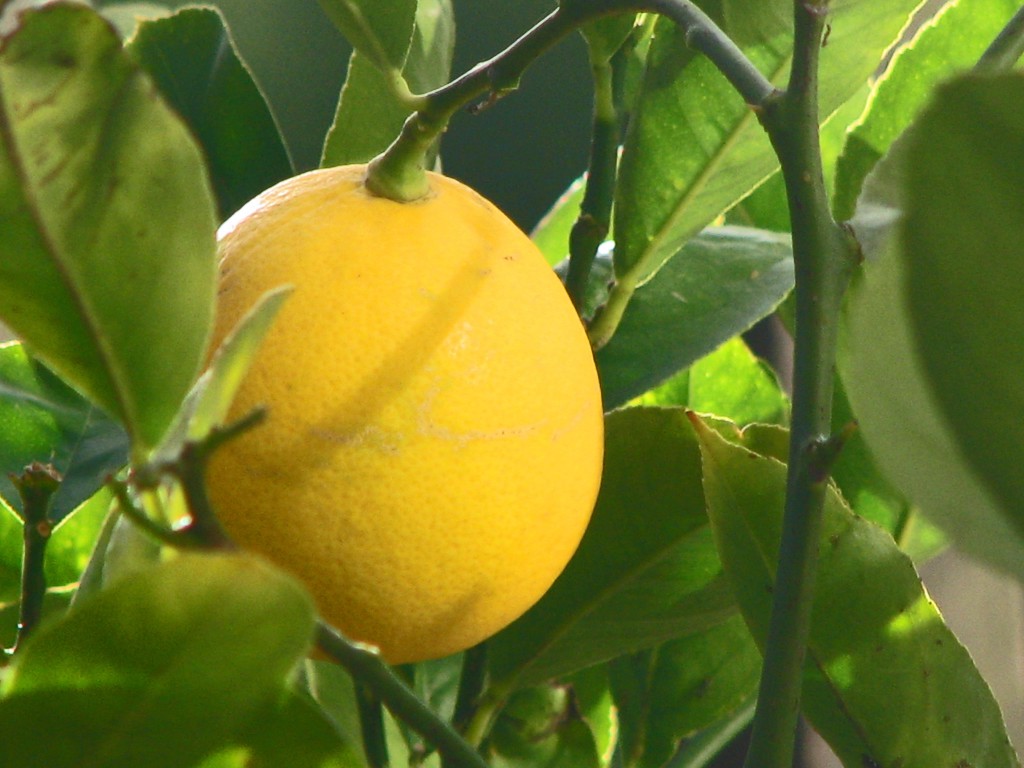 2015-ben nőtt a citrombehozatal Magyarországon