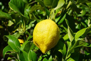 Kecskeméten és Debrecenben már 380 forintért is lehetett citromot vásárolni