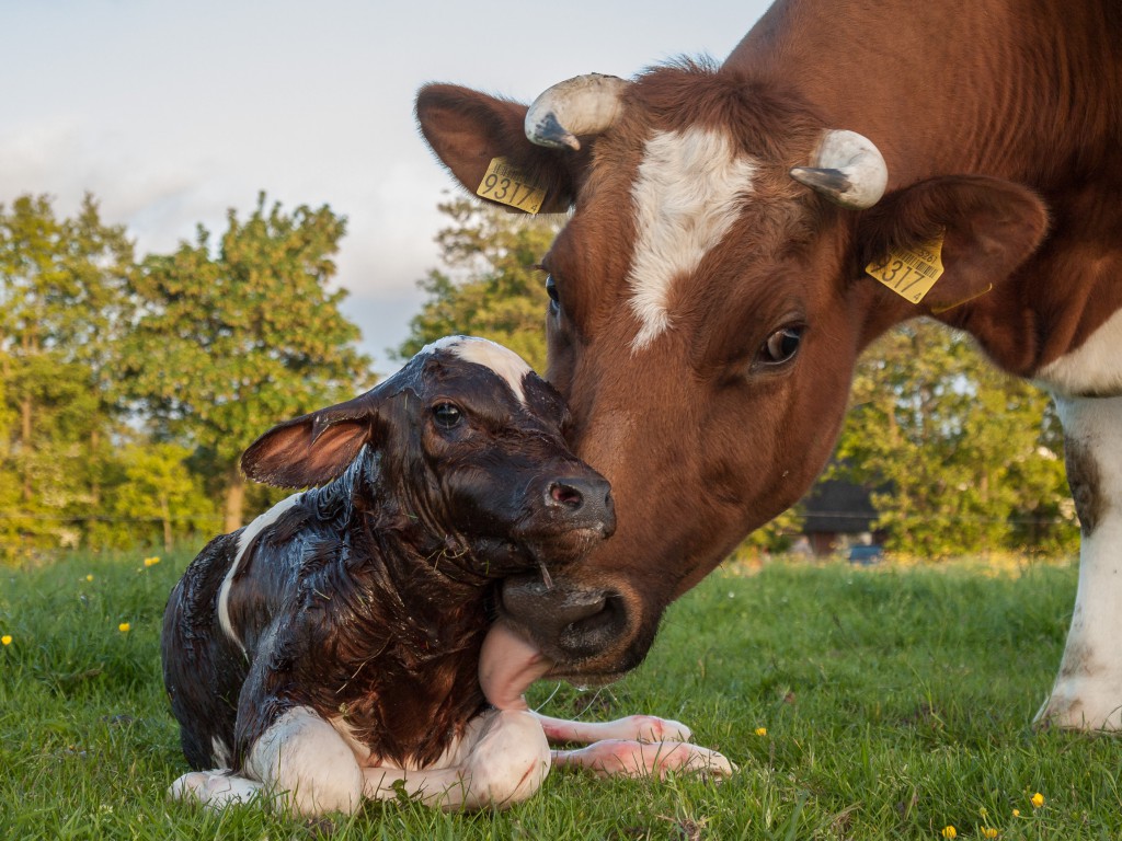 A szarvasmarhákban erős az anyai ösztön.
