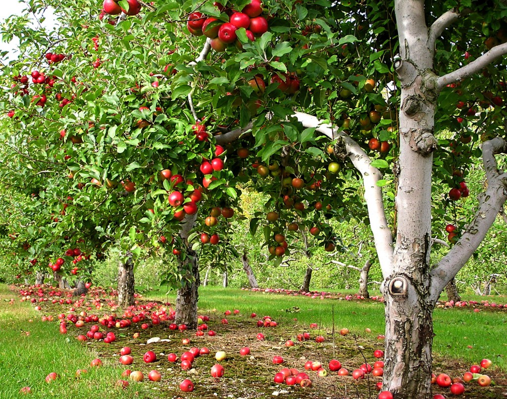 Továbbra is az alma a legnépszerűbb gyümölcs hazánkban