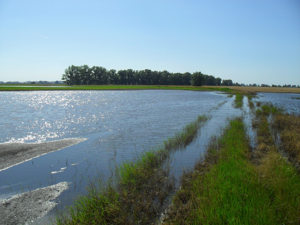 Sok gazdának okoz gondot a belvíz az utóbbi időszakban