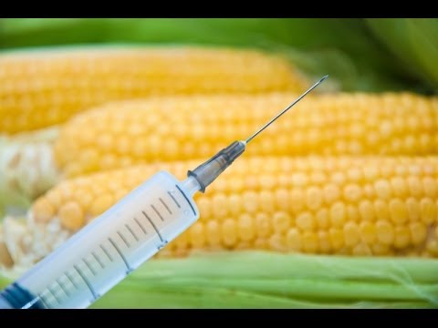 Hazánk egyik fő célja a GMO mentesség fenntartása