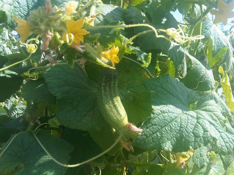 Támrendszeres termesztés esetén sokkal jobban éri a nap az uborkát