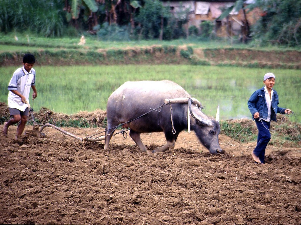 Vietnámban is dolgoznak gyerekek a mezőgazdaságban