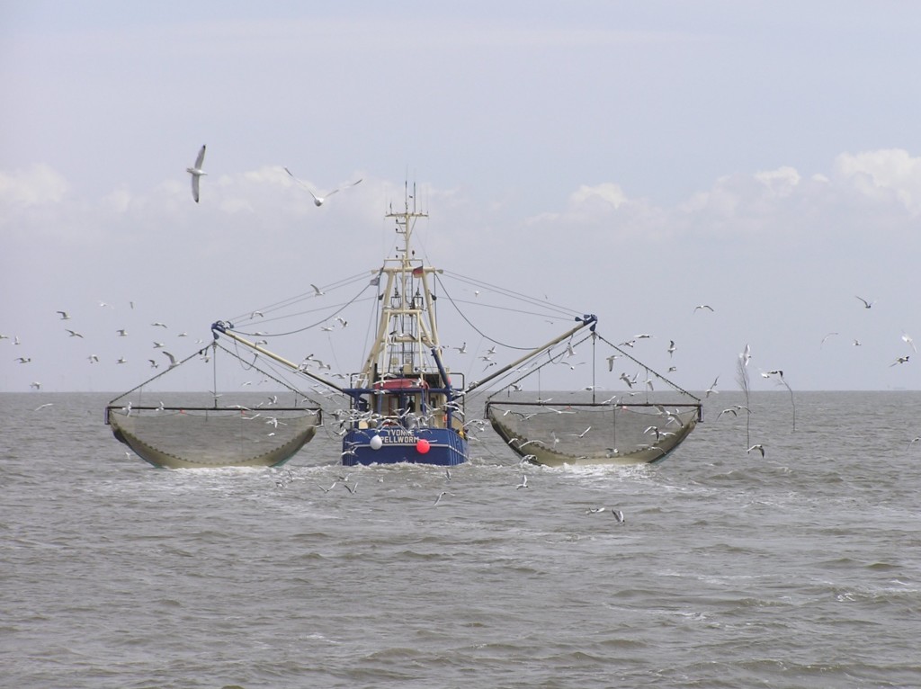 A tengeren igen komolyan zajlik a halászat, sok esetben nem is fenntartható módszerekkel