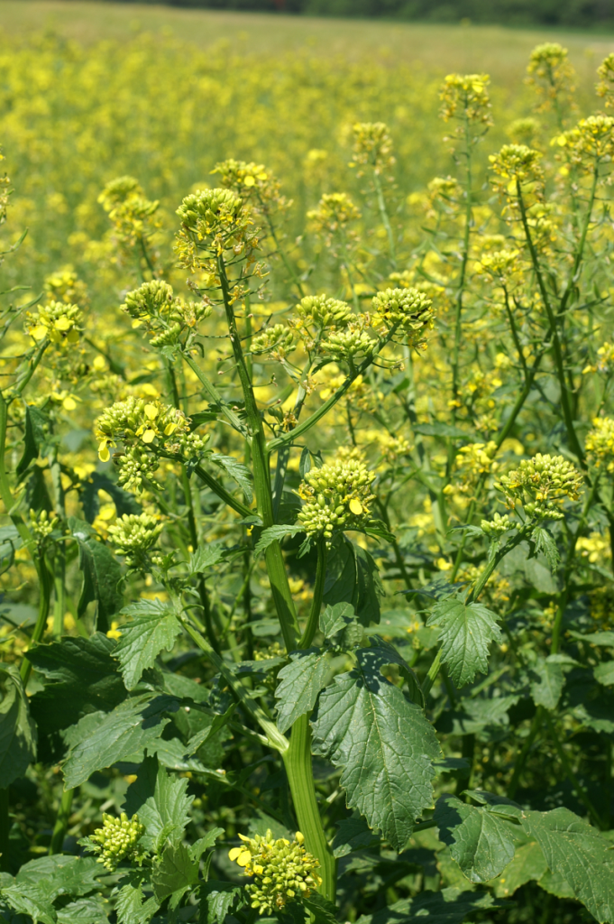 A mustár talajba forgatása kiváló tápanyag-visszapótlási módszer (Fotó: trebag.hu)