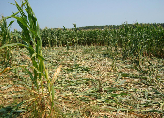 Komoly károkat tud okozni egy vaddisznócsorda a kukoricásban (Fotó: cfaes.osu.edu)