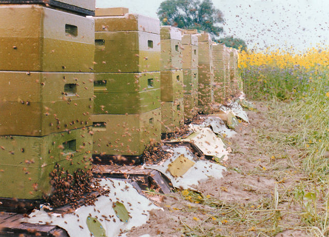 Hazánkban több ezer család megélhetéséről gondoskodnak a méhek