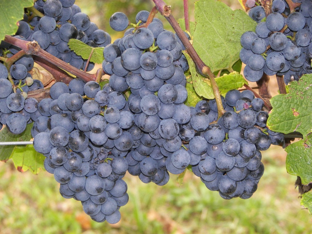A soproni borvidéken a Kékfrankos a fő kékszőlő fajta (Fotó: syringa.hu)
