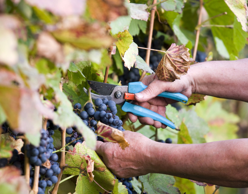 Egyedül a kékszőlőt termesztők bízhatnak jó árakban? (Fotó: gazdanet.eu)