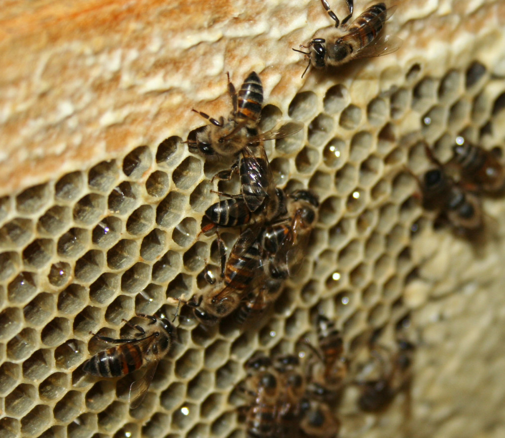 A koffeinfüggő méhek elhanyagolják a családjukat, valódi függőség alakul ki szervezetükben