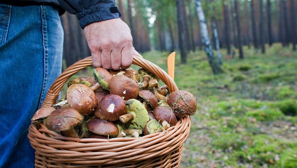 Célszerű a leszedett gombát jól szellőző kosárban hazavinni (Fotó: vadaszlap.hu)