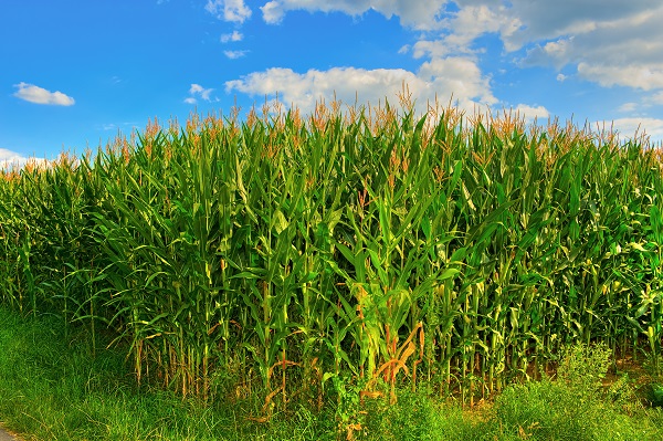 Tolnában jól haladnak a gazdák a kukorica betakarításával
