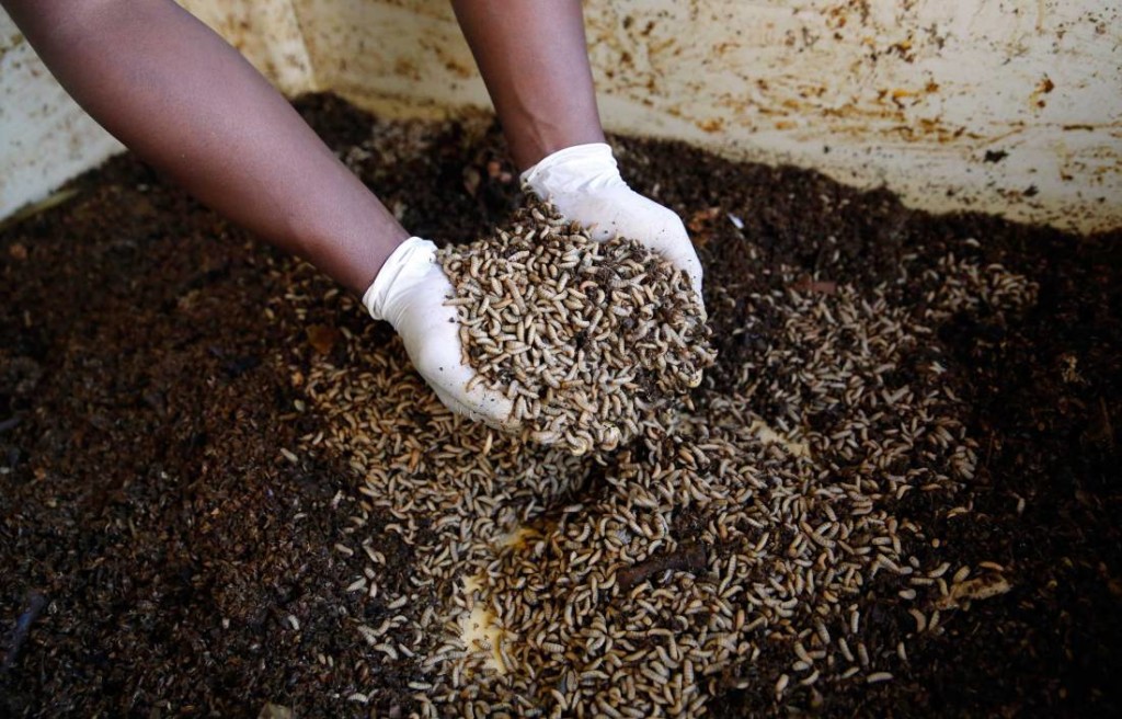 Afrikában már sokan etetnek lárvákat például a baromfikkal (Fotó: time.com)