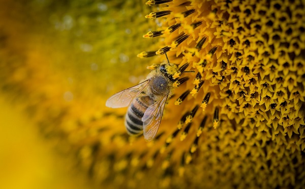 Vajon tényleg megoldható lesz a jövőben a méhek helyettesítése?