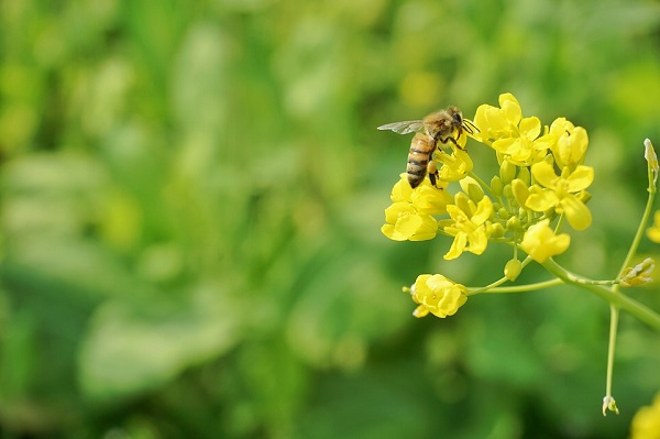 Az egyoldalú táplálkozás a méheknek sem tesz jót