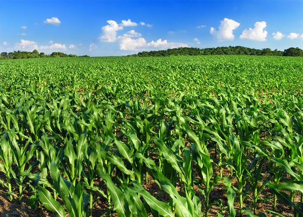 Hogy szépen fejlődhessen a kukoricatábla, a kukoricavetés idejét jól kell megválasztani