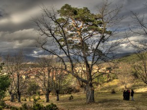 Canicosa fenyő-tölgye, Spanyolország