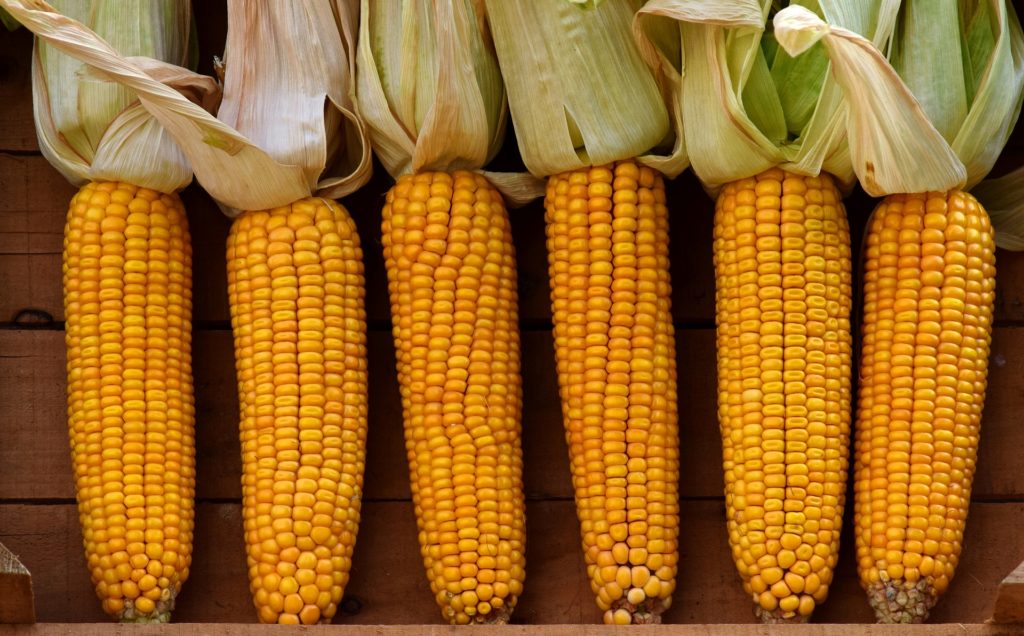 Sok, de nem rekord lesz idén a kukoricatermés