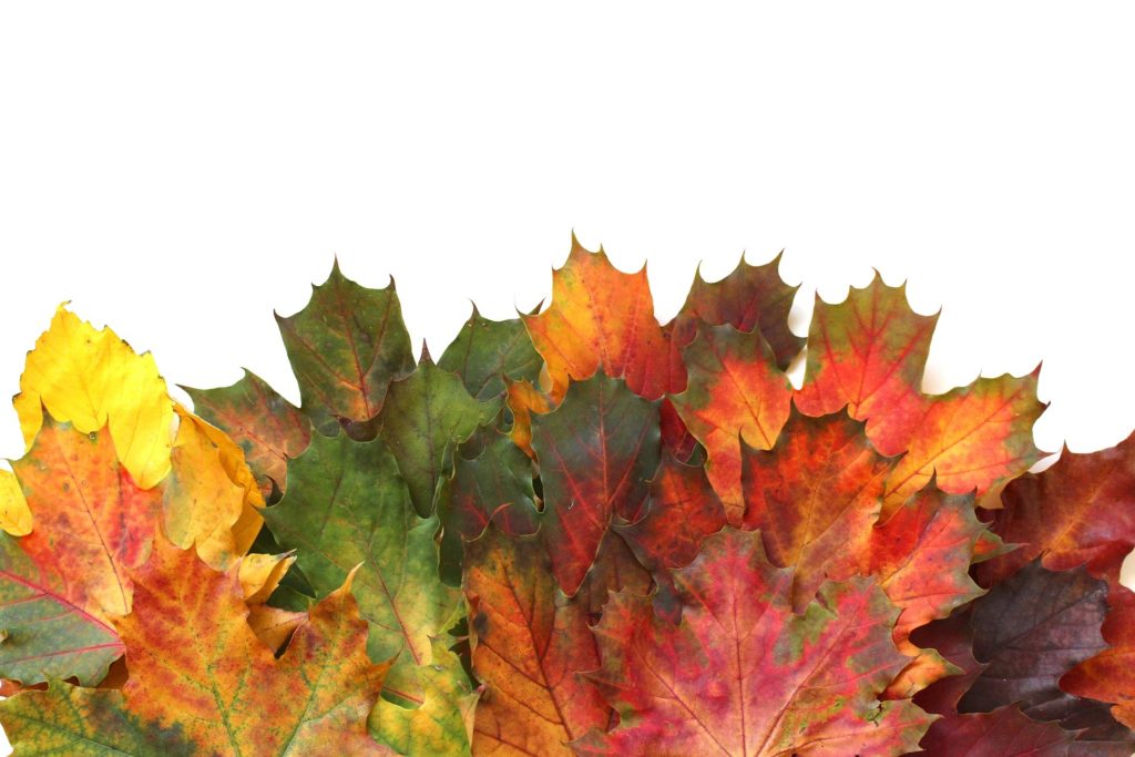 Az őszi kert rendbetétele felesleges? (Fotó: Pixabay, naturalpastels)