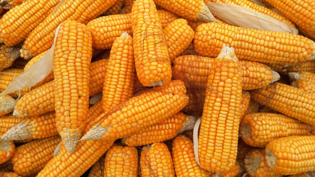 Rekord közeli kukoricakibocsátás várható ebben a gazdasági évben is (Fotó: Pixabay, mute gemini)