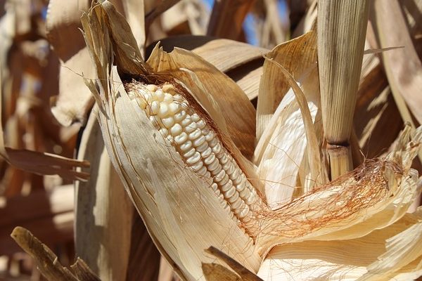 A bioetanolgyárak veszik meg a legtöbb kukoricát Tolna megyéből - Fotó: Pixabay, Antonio Higareda
