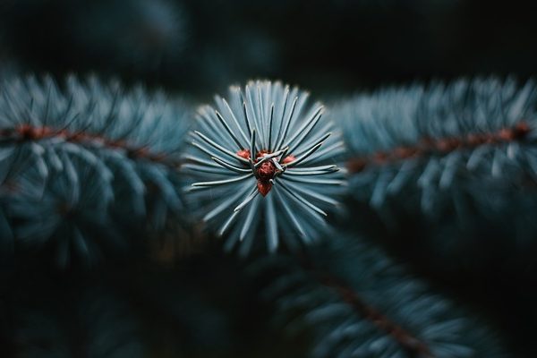 4-500 hektár magyar fenyőt vágnak ki évente, hogy karácsonyfa legyen belőlük - Fotó: Pixabay, Paul Steuber