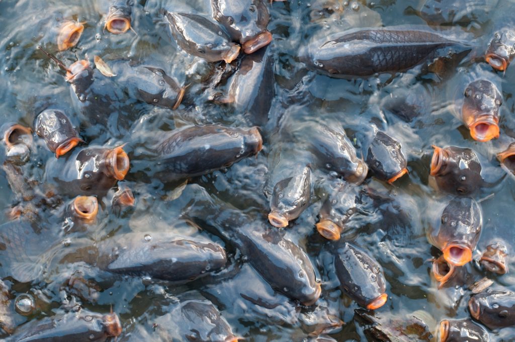 Csökken a fogyasztási célú hal adókulcsa (Fotó: Pixabay, TimHill)