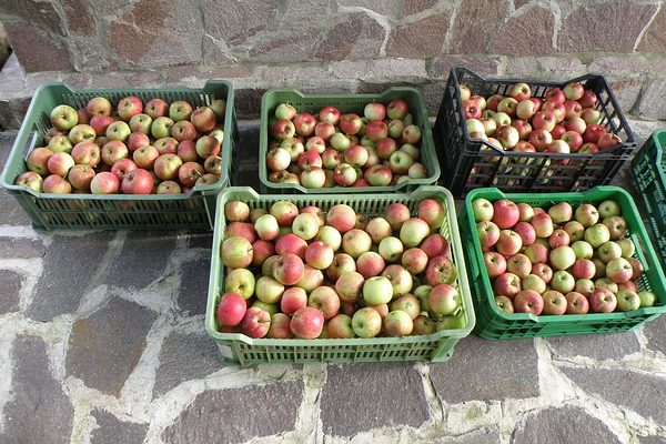 Nagyot növekedett az alma ára - Fotó: Pixabay, Markéta Machová