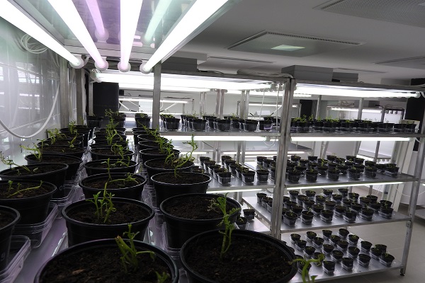 A Debreceni Egyetem újfajta növényszaporítási technológiát vezetett be - Fotó: Debreceni Egyetem