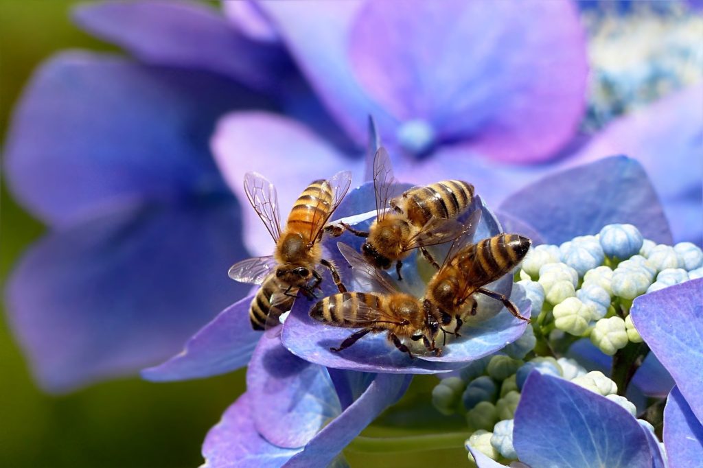 Több pénzt kapnak a méhészek (Fotó: Pixabay, Oldiefan)